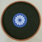 بازار فروش تخم شربتی هندی