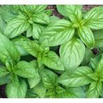 فروش و قیمت عمده بذر ریحان سبز