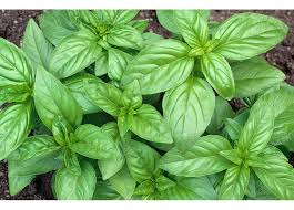 فروش و قیمت عمده بذر ریحان سبز