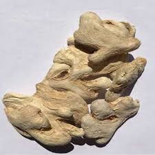 فروش زنجبیل قلم آفریقایی