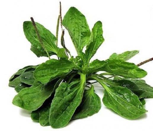 بارهنگ مرغوب برای کمک به درمان عفونت ریه