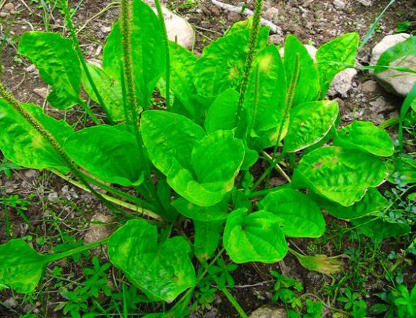 خرید عمده بارهنگ مرغوب با قیمت استثنایی