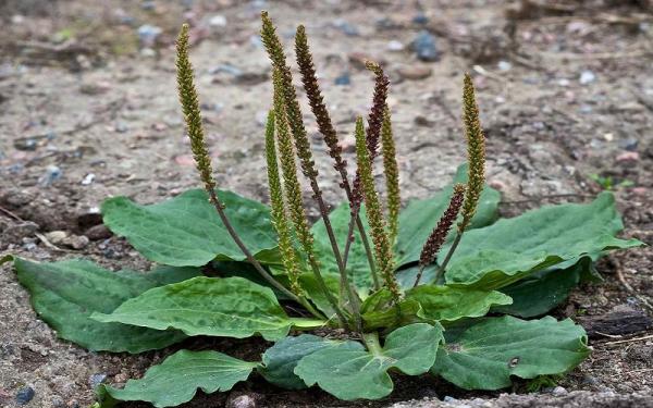 خرید بارهنگ گیاهی عمده در سال جدید