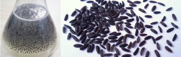 تخم شربتی بالنگو کوهی را چگونه بشناسیم؟