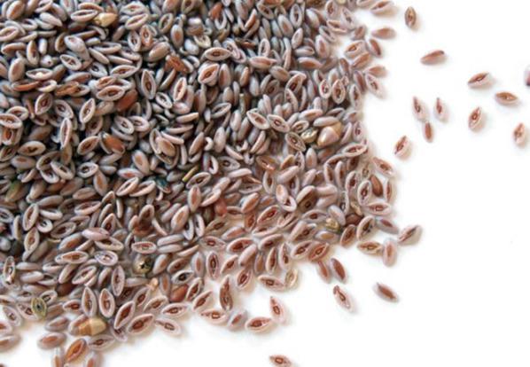 صادرات بارهنگ مرغوب در تناژ بالا