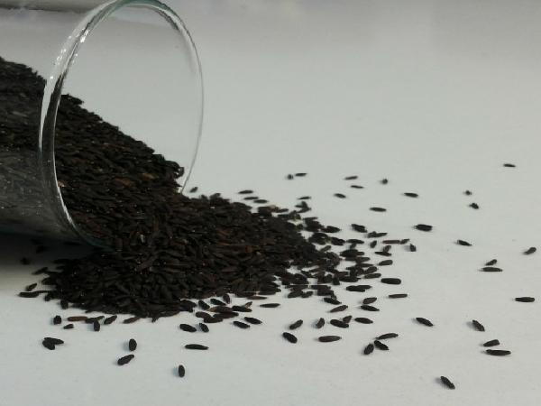 فروش ویژه تخم بالنگو سیاه باکیفیت