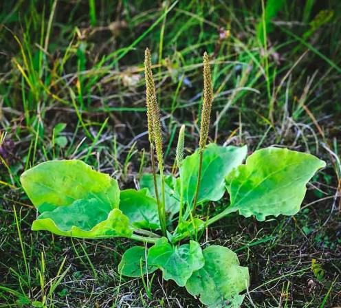 چند نکته در مورد مصرف بارهنگ