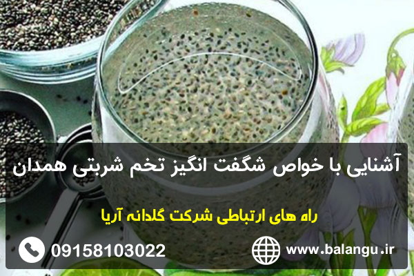 آشنایی با خواص شگفت انگیز تخم شربتی همدان