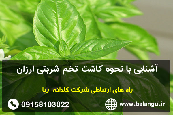 آشنایی با نحوه کاشت تخم شربتی ارزان