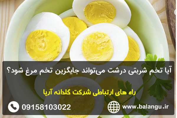 آیا تخم شربتی درشت می‌تواند جایگزین تخم مرغ شود؟