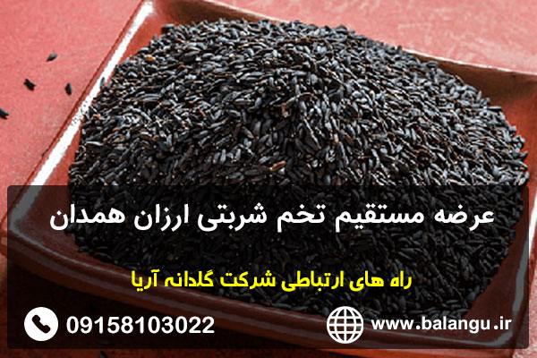 عرضه مستقیم تخم شربتی ارزان همدان