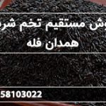 فروش مستقیم تخم شربتی همدان فله