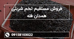 فروش مستقیم تخم شربتی همدان فله
