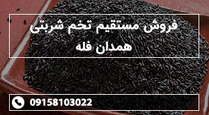 فروش مستقیم تخم شربتی همدان فله