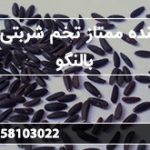 فروشنده ممتاز تخم شربتی ارزان بالنگو