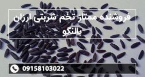 فروشنده ممتاز تخم شربتی ارزان بالنگو