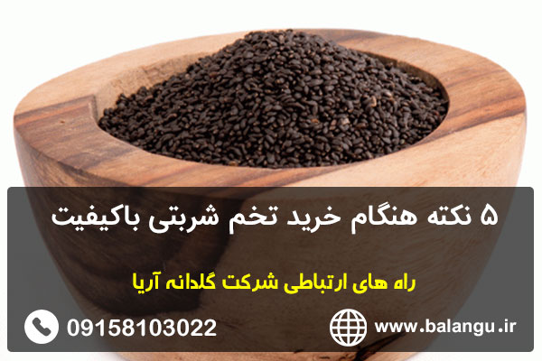 5نکته هنگام خرید تخم شربتی باکیفیت