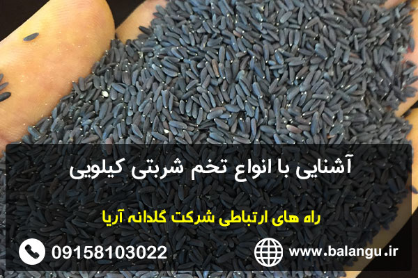 آشنایی با انواع تخم شربتی کیلویی