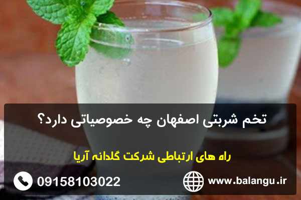 تخم شربتی اصفهان چه خصوصیاتی دارد؟