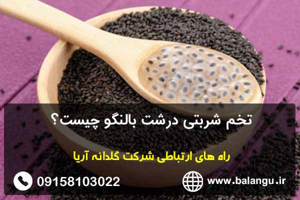 تخم شربتی درشت بالنگو چیست؟