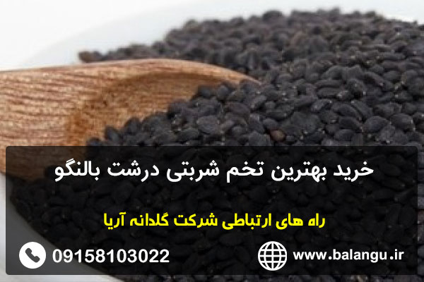 خرید بهترین تخم شربتی درشت بالنگو