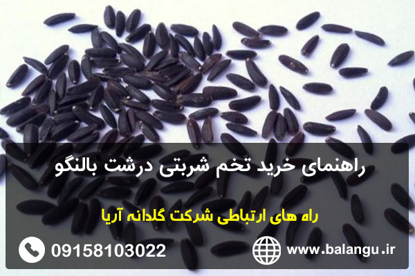 راهنمای خرید تخم شربتی درشت بالنگو