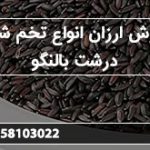 سفارش ارزان انواع تخم شربتی درشت بالنگو