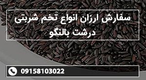 سفارش ارزان انواع تخم شربتی درشت بالنگو