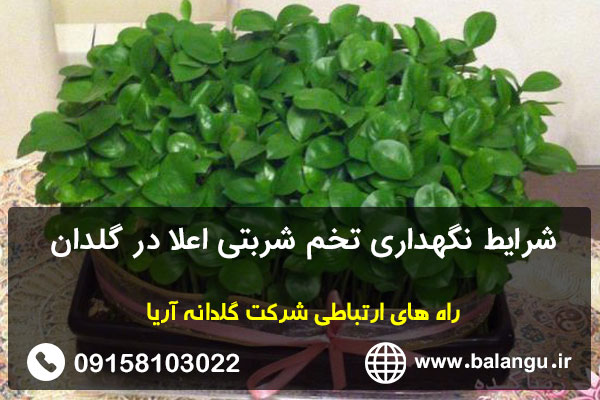 شرایط نگهداری تخم شربتی اعلا در گلدان