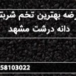 عرضه بهترین تخم شربتی دانه درشت مشهد