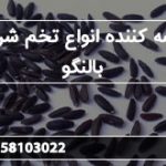 عرضه کننده انواع تخم شربتی بالنگو