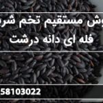 فروش مستقیم تخم شربتی فله ای دانه درشت