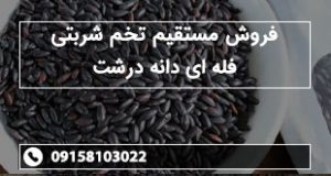 فروش مستقیم تخم شربتی فله ای دانه درشت