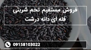 فروش مستقیم تخم شربتی فله ای دانه درشت