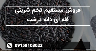 فروش مستقیم تخم شربتی فله ای دانه درشت