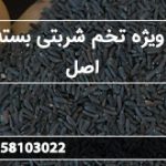 قیمت ویژه تخم شربتی بسته بندی اصل