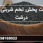 قیمت پخش تخم شربتی اعلا درشت