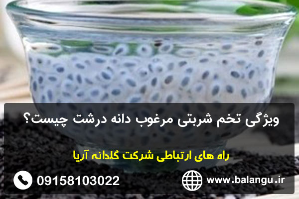 ویژگی تخم شربتی مرغوب دانه درشت چیست؟