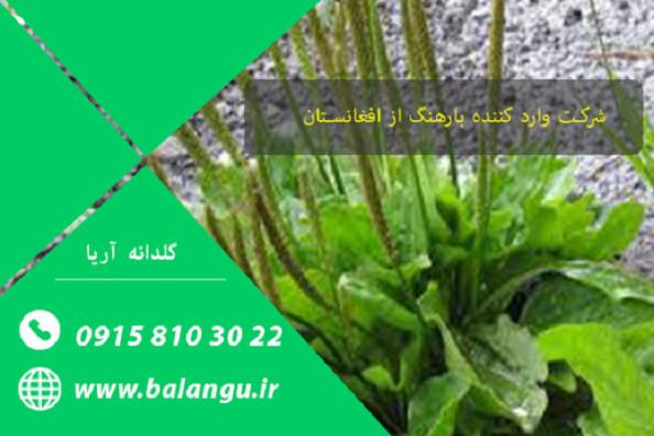 درمان برونشیت با تخم بارهنگ