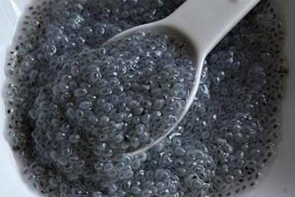 معرفی بهترین نوع تخم ریحان