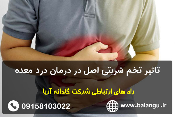 تاثیر تخم شربتی اصل در درمان درد معده