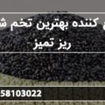 توزیع کننده بهترین تخم شربتی ریز تمیز