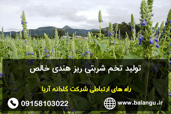 تولید تخم شربتی ریز هندی خالص