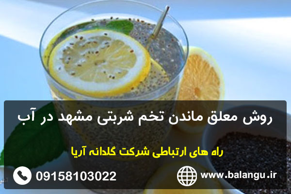 روش معلق ماندن تخم شربتی مشهد در آب