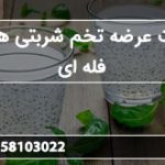 شرکت عرضه تخم شربتی همدان فله ای