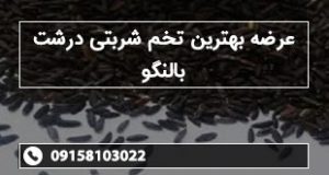 عرضه بهترین تخم شربتی درشت بالنگو