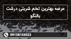 عرضه بهترین تخم شربتی درشت بالنگو