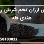 فروش ارزان تخم شربتی ریحان هندی فله