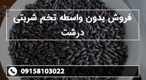 فروش بدون واسطه تخم شربتی درشت