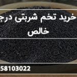 مرکز خرید تخم شربتی درجه یک خالص